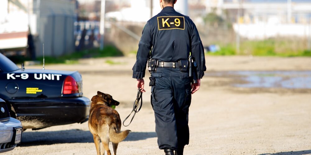 A handler in a police K-9 unit walks his dog